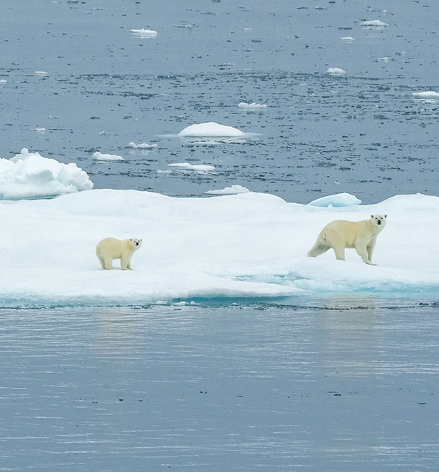 Polar bears